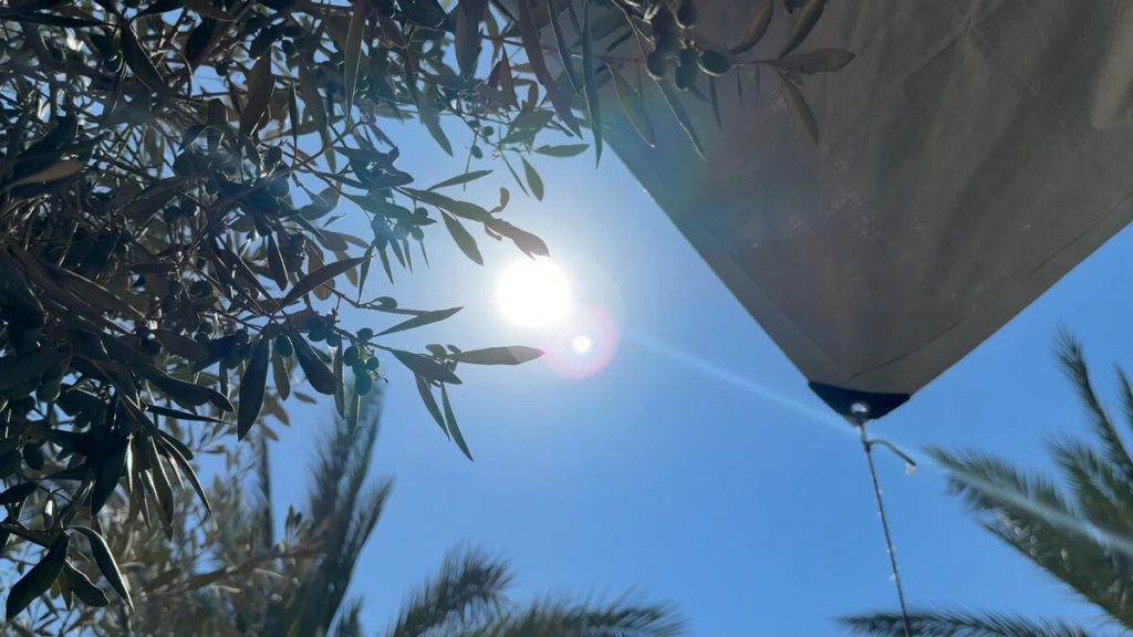 Bright sun shining in a clear blue sky, partially obscured by tree branches and a fabric tarp overhead, with palm fronds visible below.